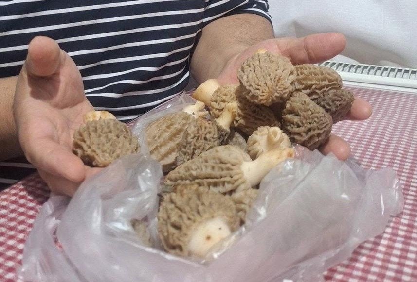 Denizli Haber Kuzu Göbeği Mantar (1)