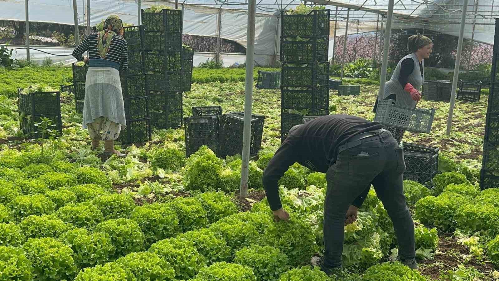 Denizli Haber Marul2