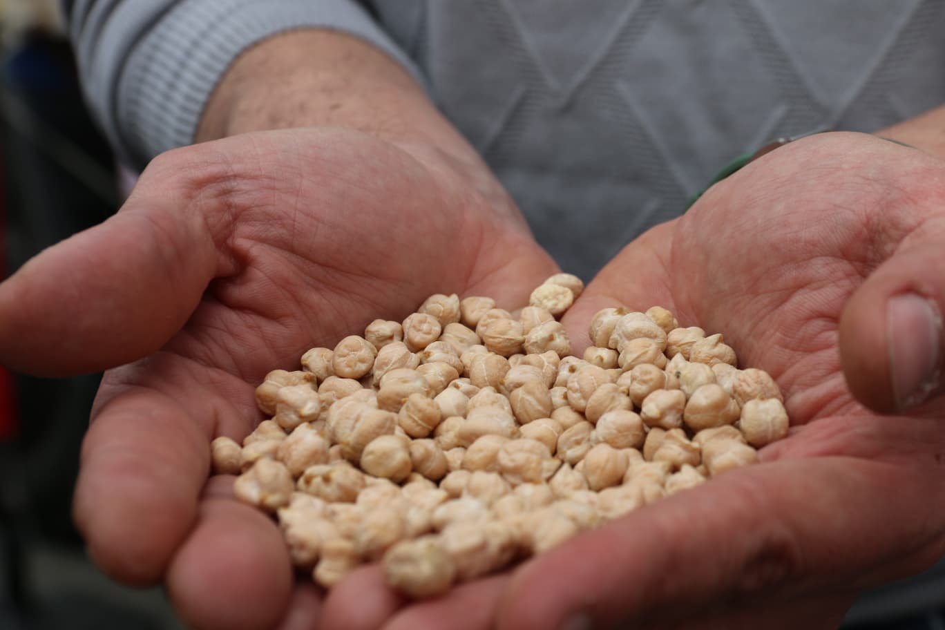 Denizli Haber Nohut Dağıtımı Tavas (3)