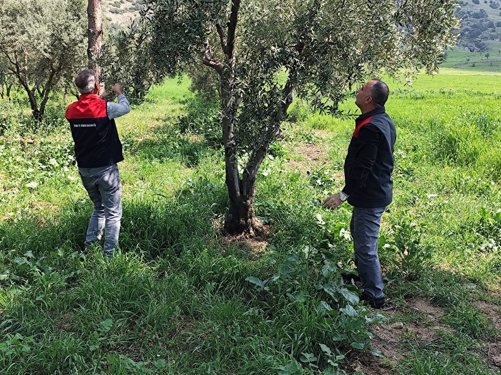 Denizli Haber Pamukkale De Don Mesaisi (3)