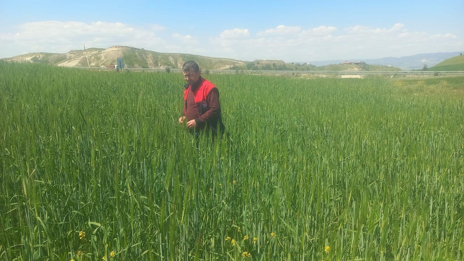 Denizli Haber Saarayköyde Tarlalar Mervv Cek Altında (2)