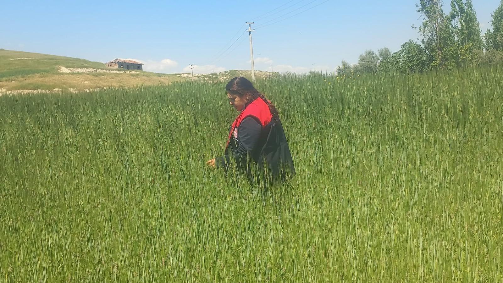 Denizli Haber Saarayköyde Tarlalar Mervv Cek Altında (3)