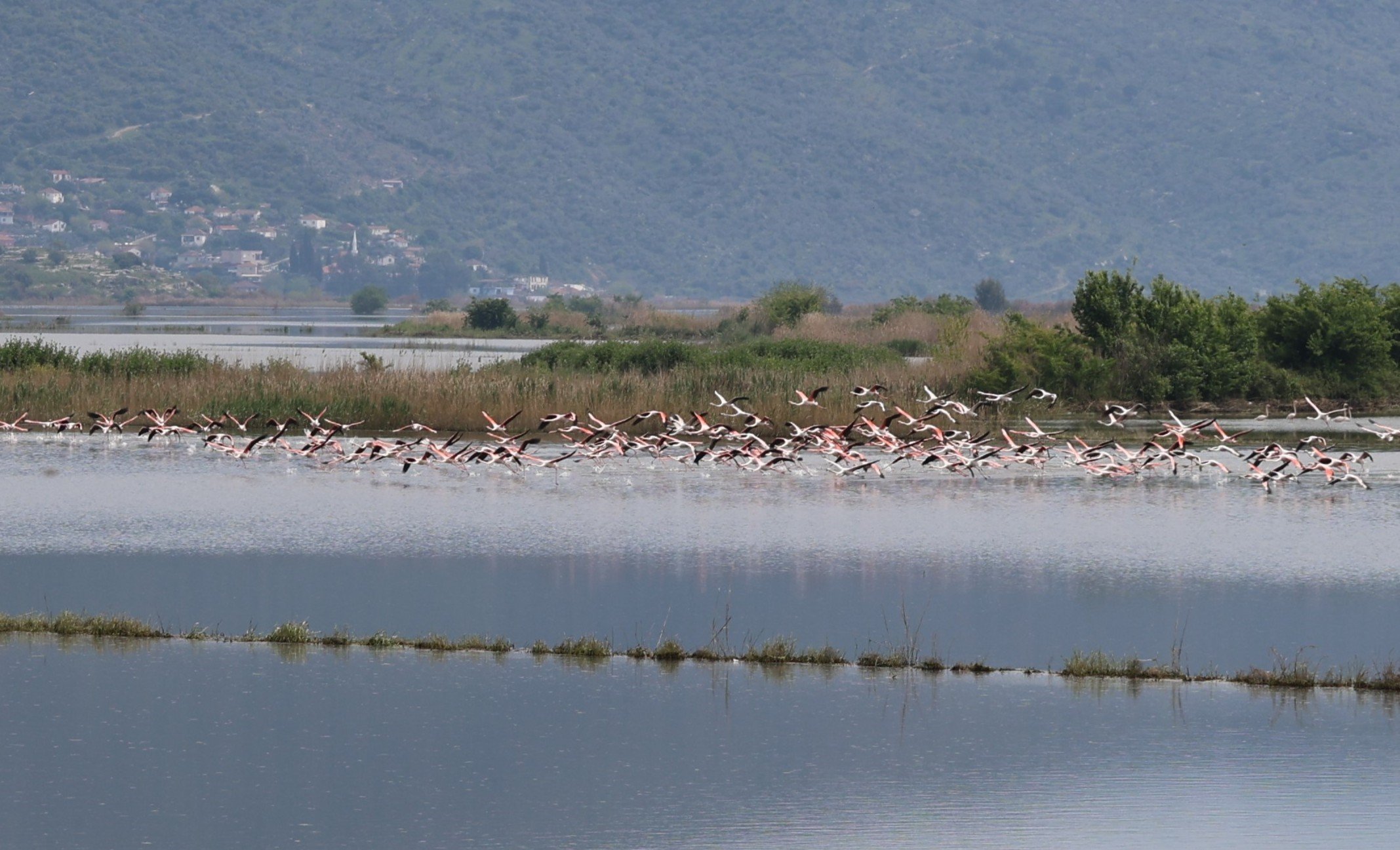 Denizli Haber Su Altında Kalan Arazilerde Flamingolar Görsel Şölen Oluşturdu