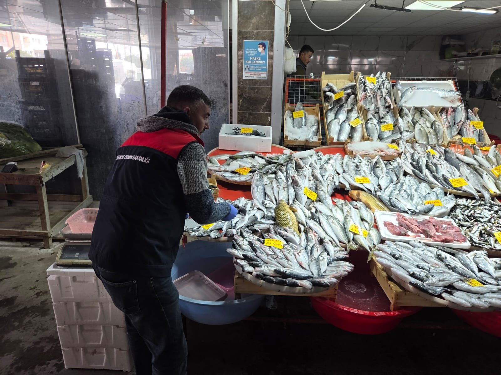 Denizli Haber Su Ürünlerine Yakın Takıp (1)