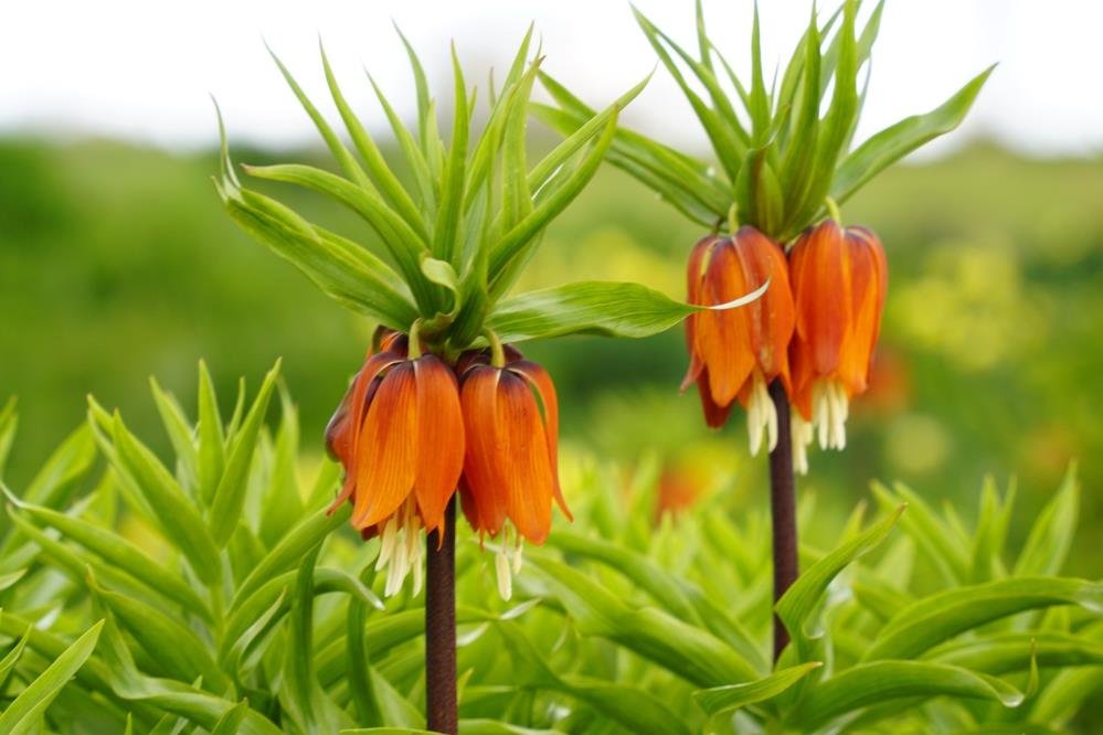 Denizli Haber Ters Lale Bozkurt (1)