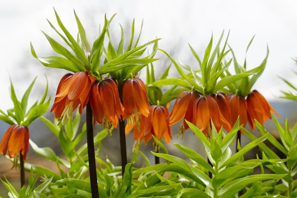 Denizli Haber Ters Lale Bozkurt (3)