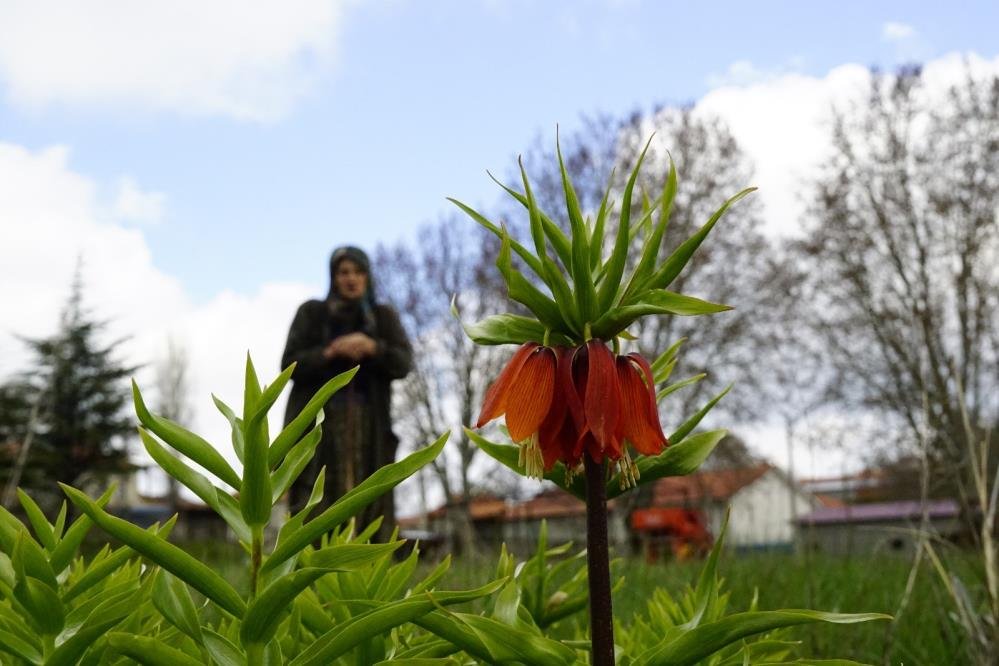 Denizli Haber Ters Lale Bozkurt (4)