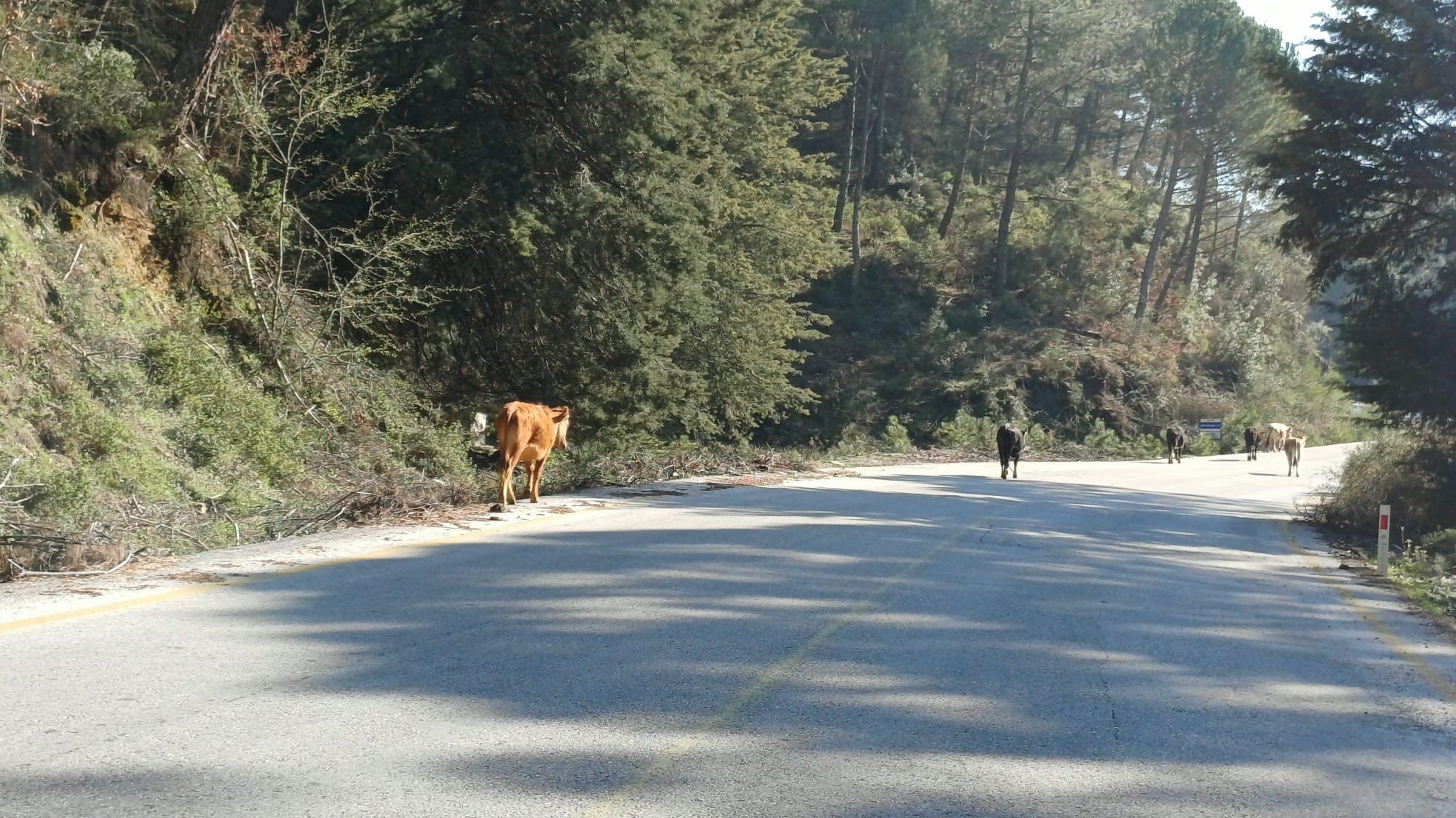Denizli Haber Yem Fiyatları Arttı (1)