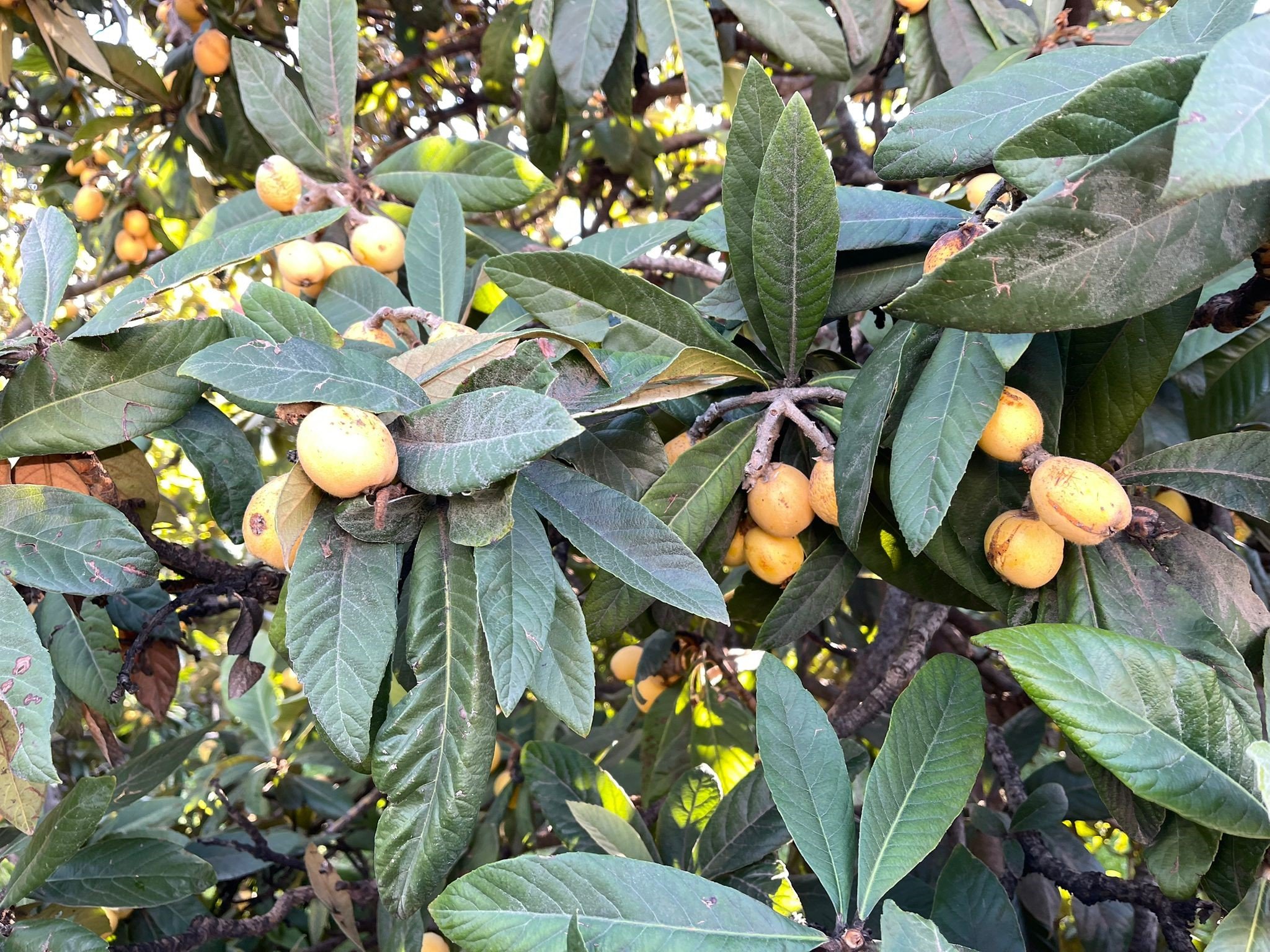 Denizli Haber Yenidünya Dğıttı