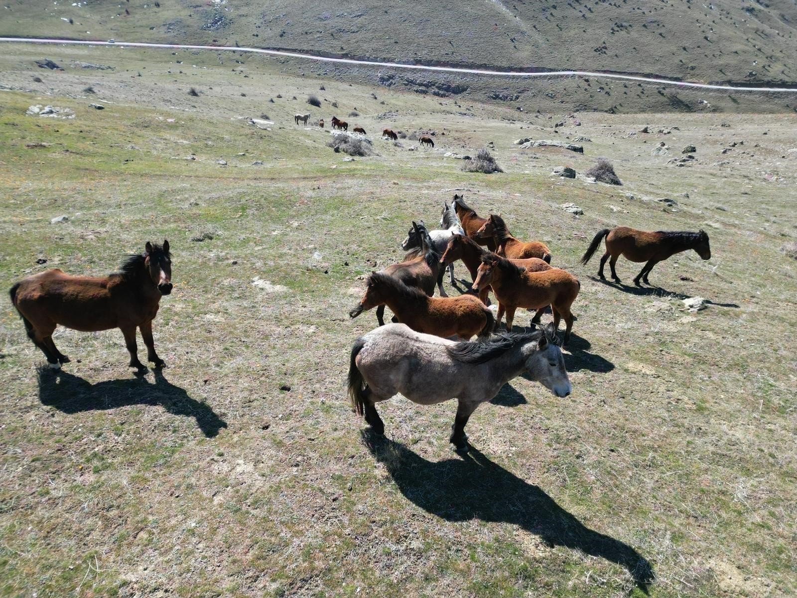 Denizli Haber Yılkı Atları2