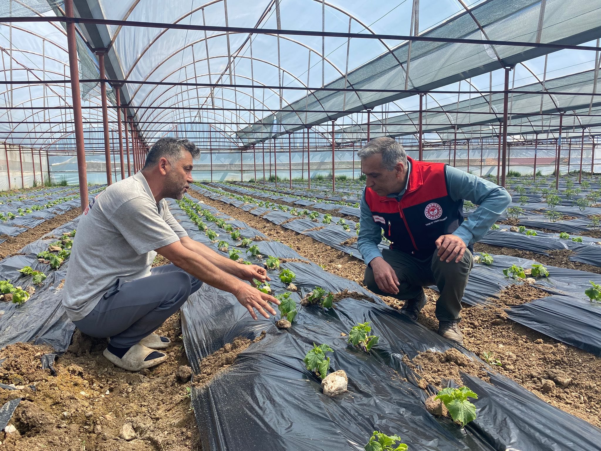 Denizli’de Örtü Altı Tarım Yakın Takipte (1)