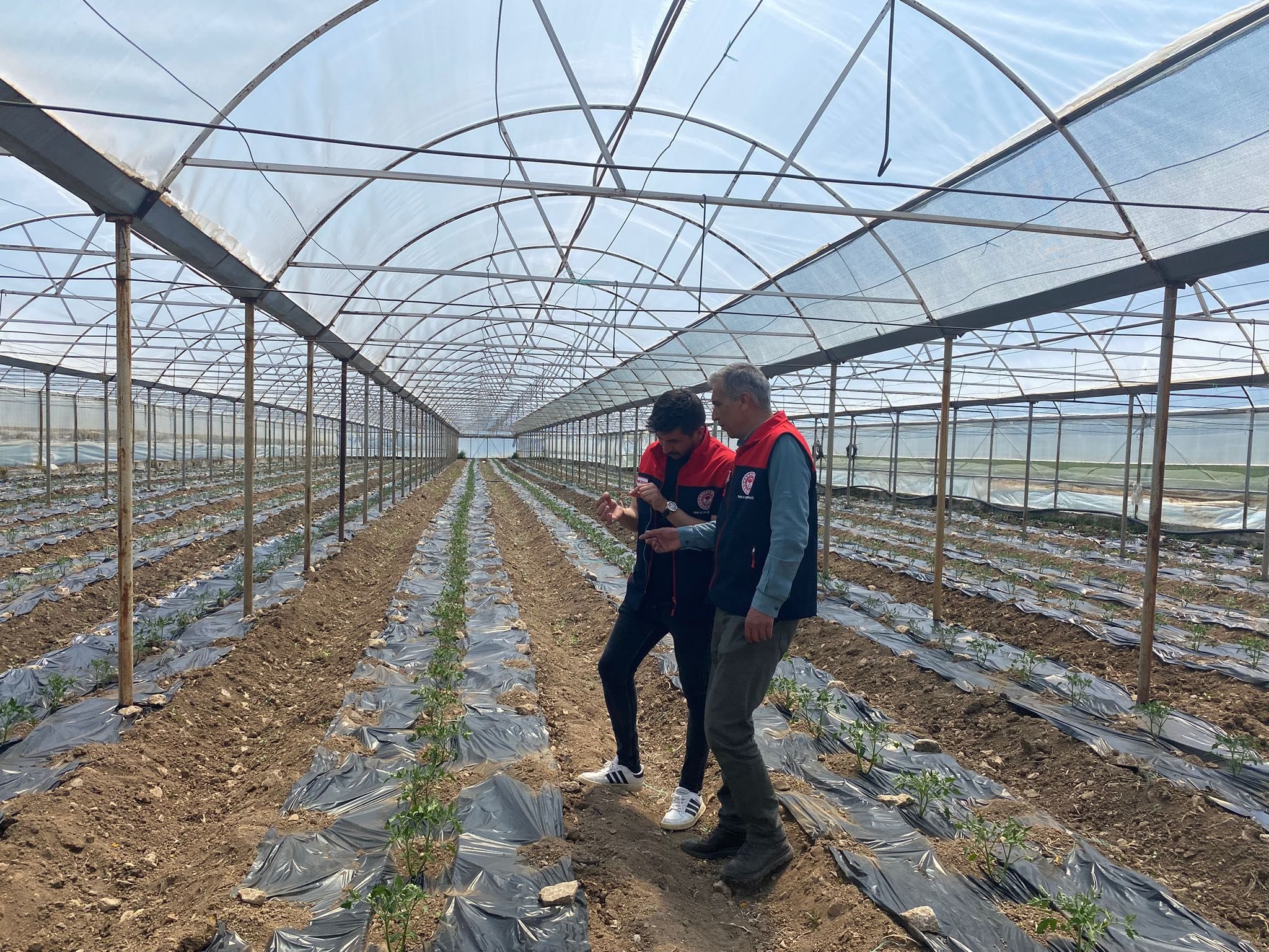 Denizli’de Örtü Altı Tarım Yakın Takipte (5)