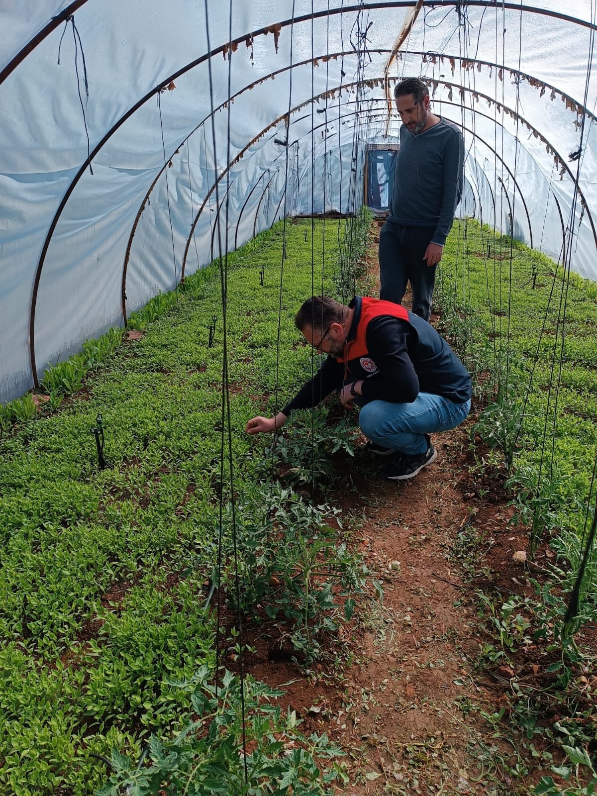 Denizli’de Örtü Altı Tarım Yakın Takipte (6)