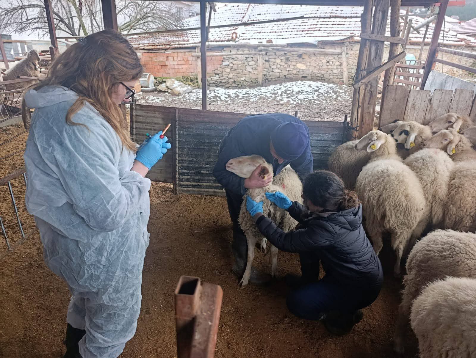 Denizli’nin Hayvanları Ankara’da Mercek Altında 820 Hayvandan Numune Alındı (2)