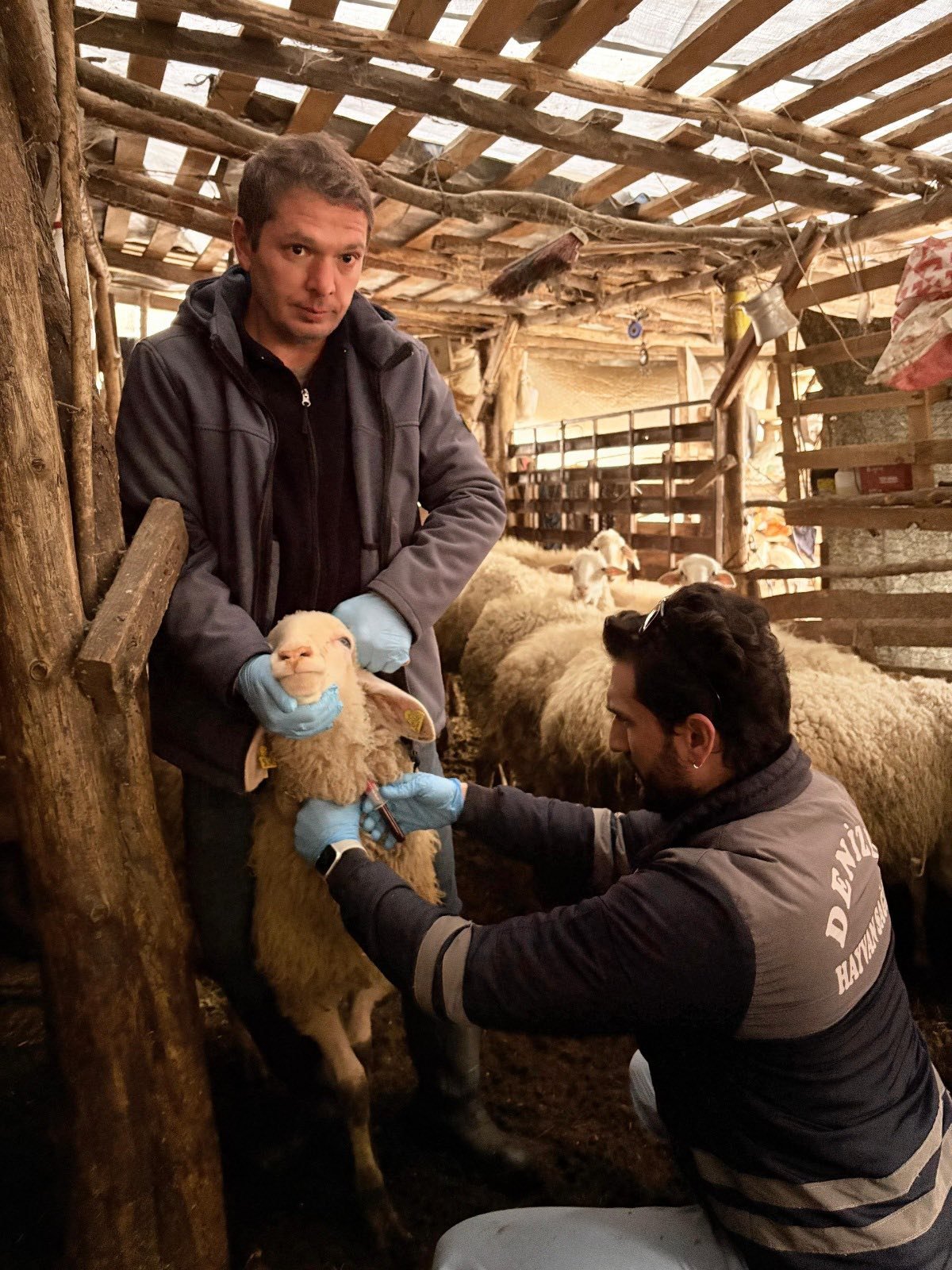 Denizli’nin Hayvanları Ankara’da Mercek Altında 820 Hayvandan Numune Alındı (3)