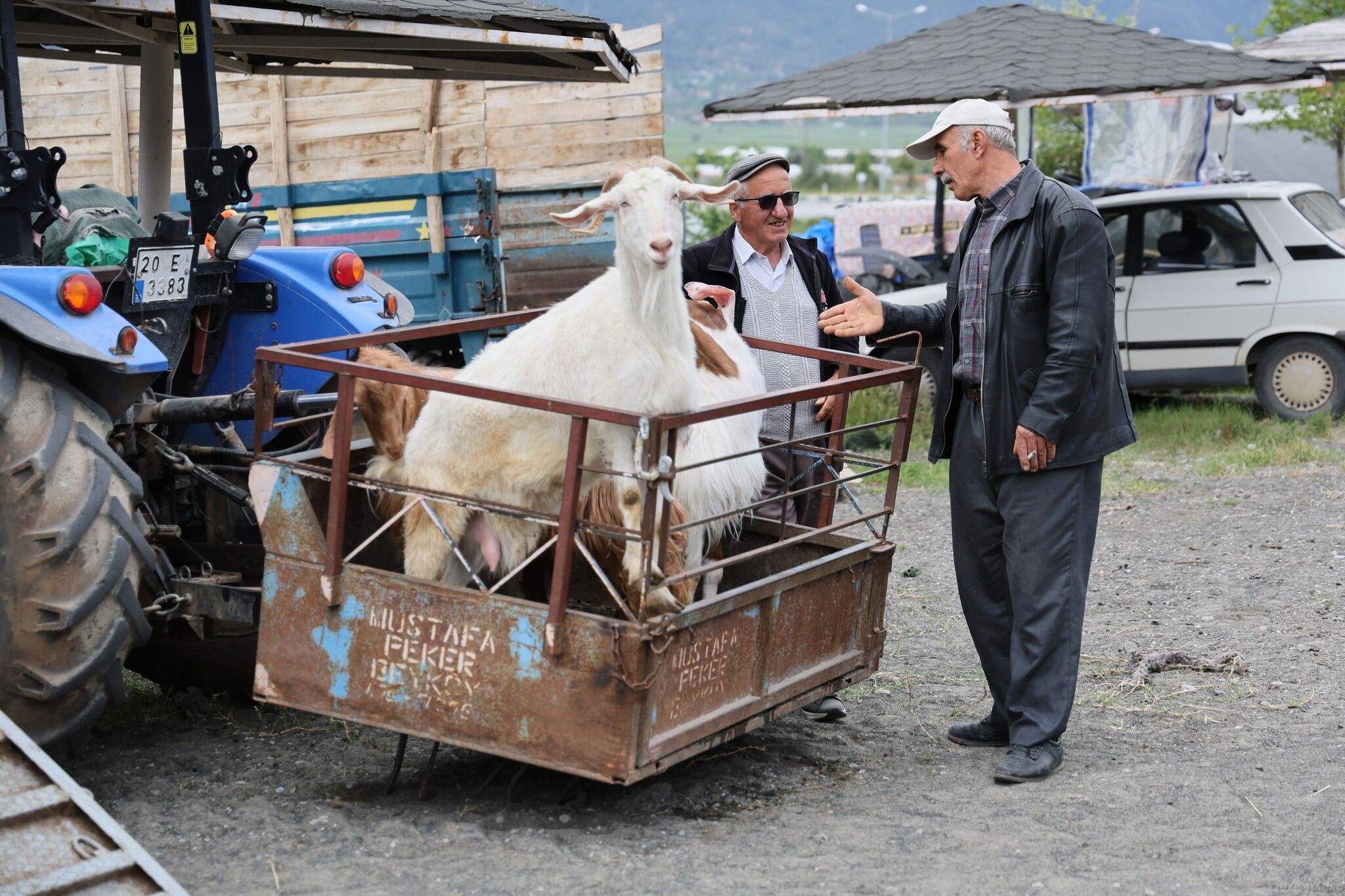 Çameli'de Kurbanlık Alışverişine Sıkı Denetim Küpe Ve Evraklar Tek Tek İnceleniyor (2)