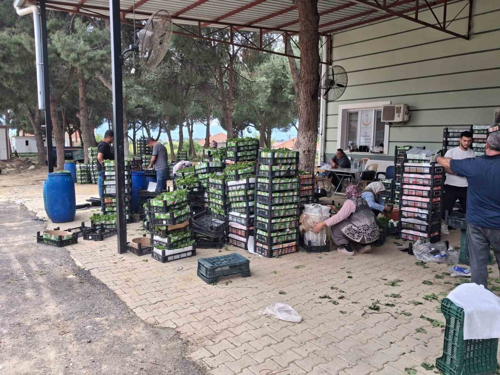 Denizli Haber Bağ Yaprağı (2)