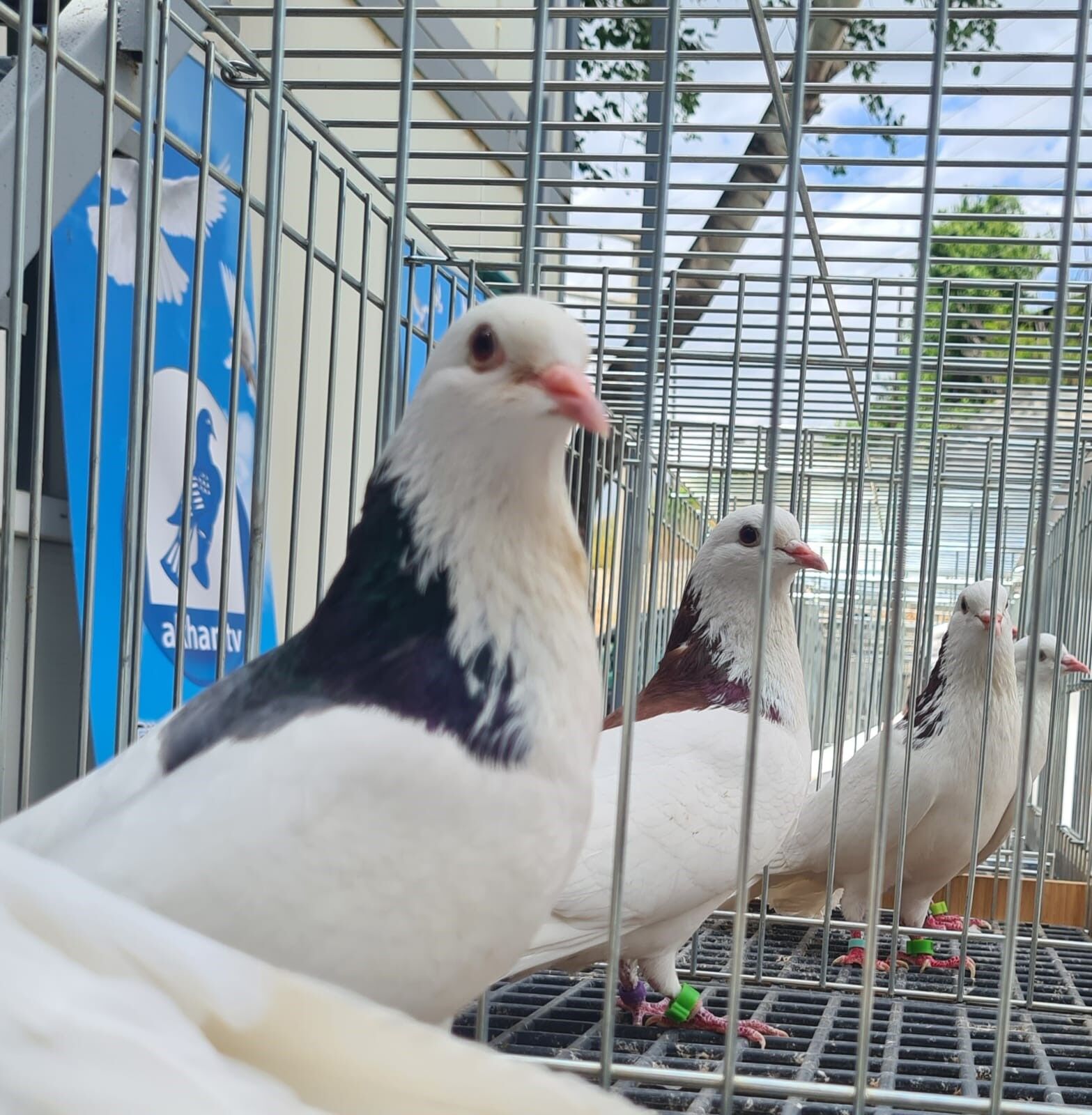 Denizli Haber Dolapçıgüvercinler (1)