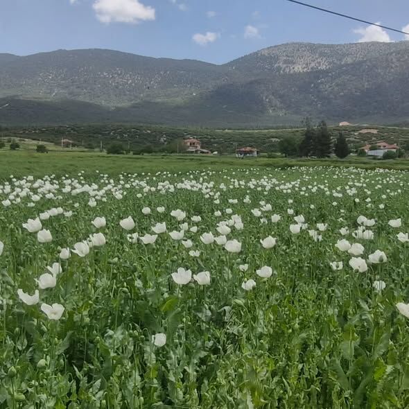 Denizli Haber Haşaş (1)
