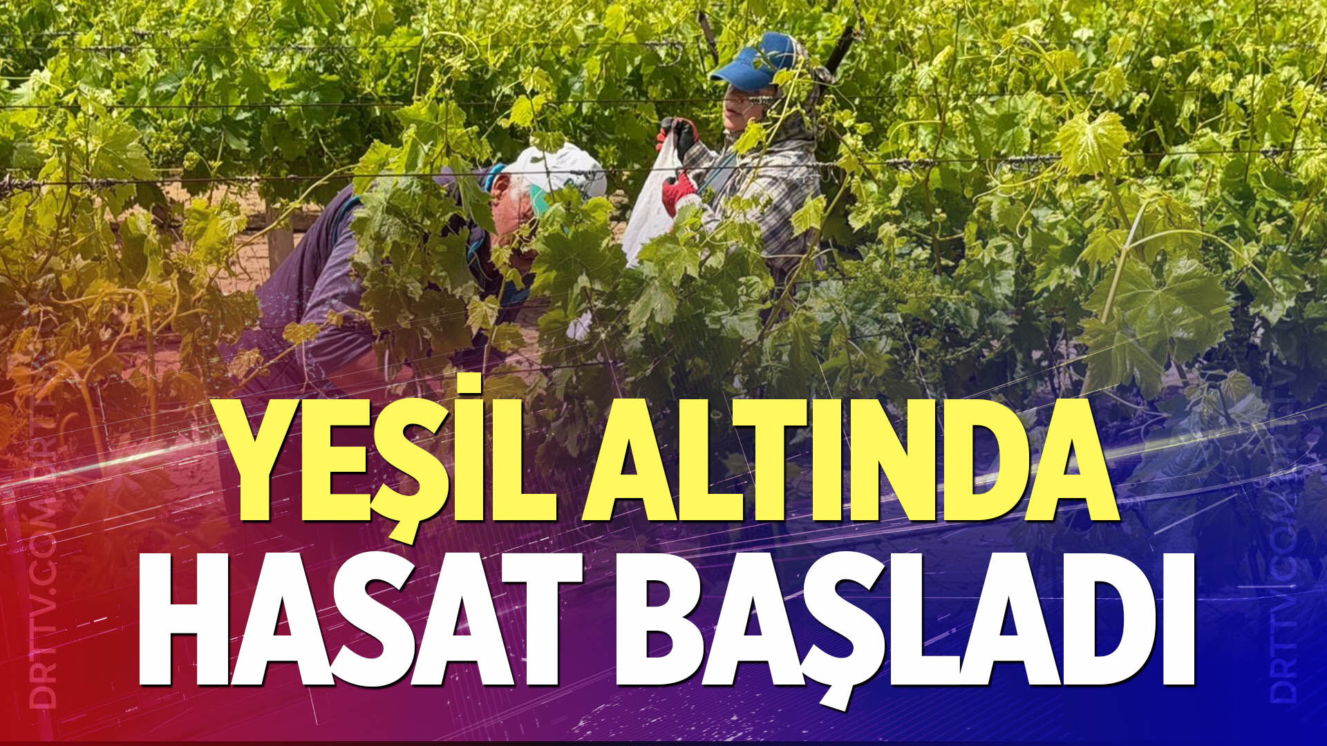 Yeşil altında hasat başladı