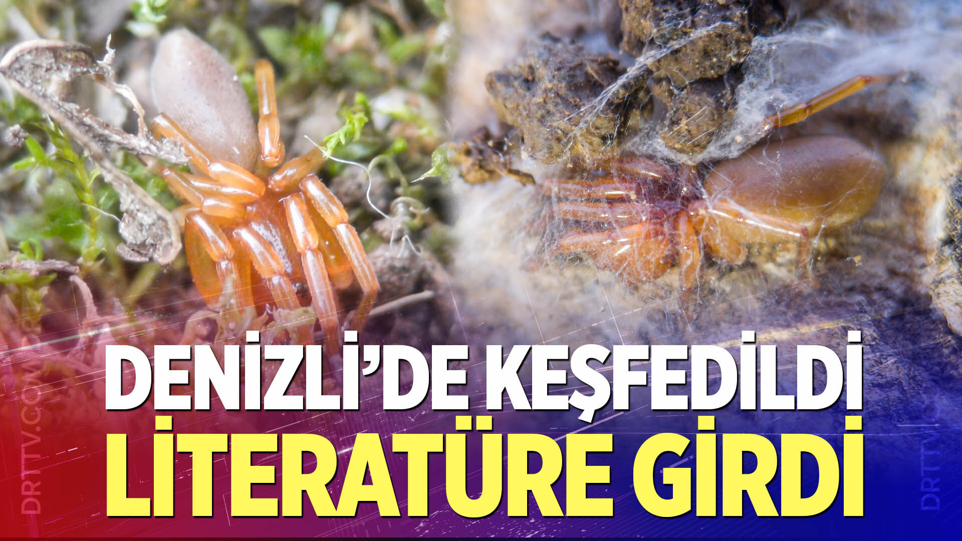 Denizli'de keşfedildi, literatüre girdi