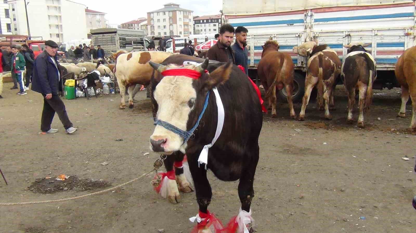 Denizli Haber Kurbanlık 700 Kilo (2)