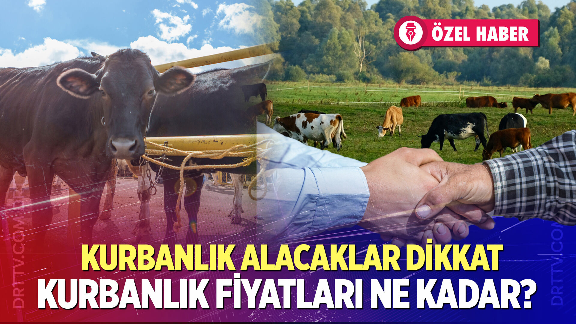 Denizli’de kurbanlık Fiyatları ne kadar?