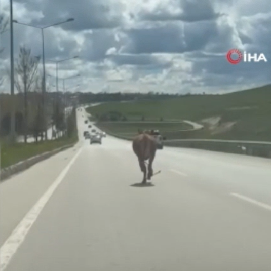 Denizli Haber Kurbanlık Kaçtı