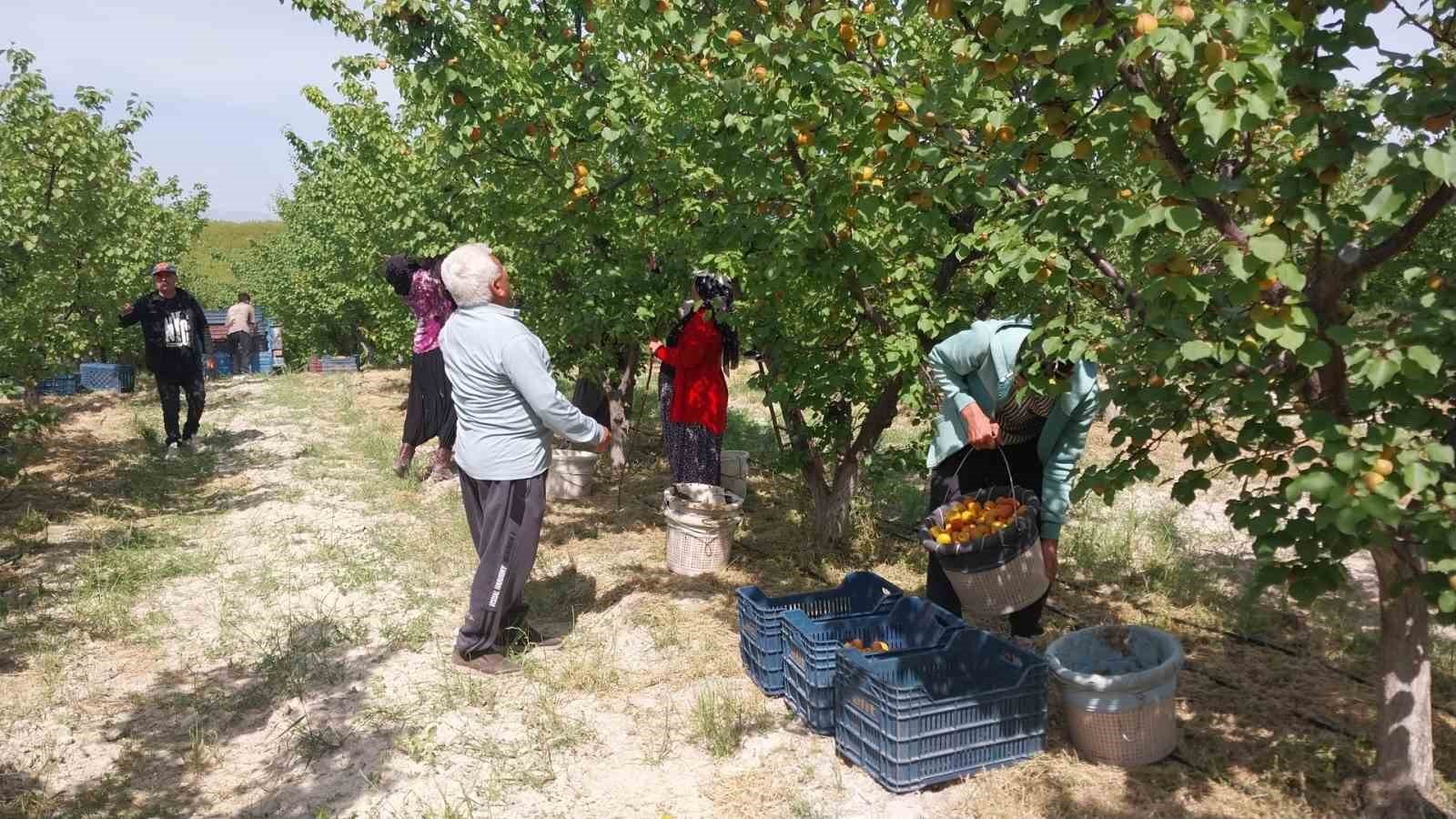 Denizli Haber Mersin Hasad (1)