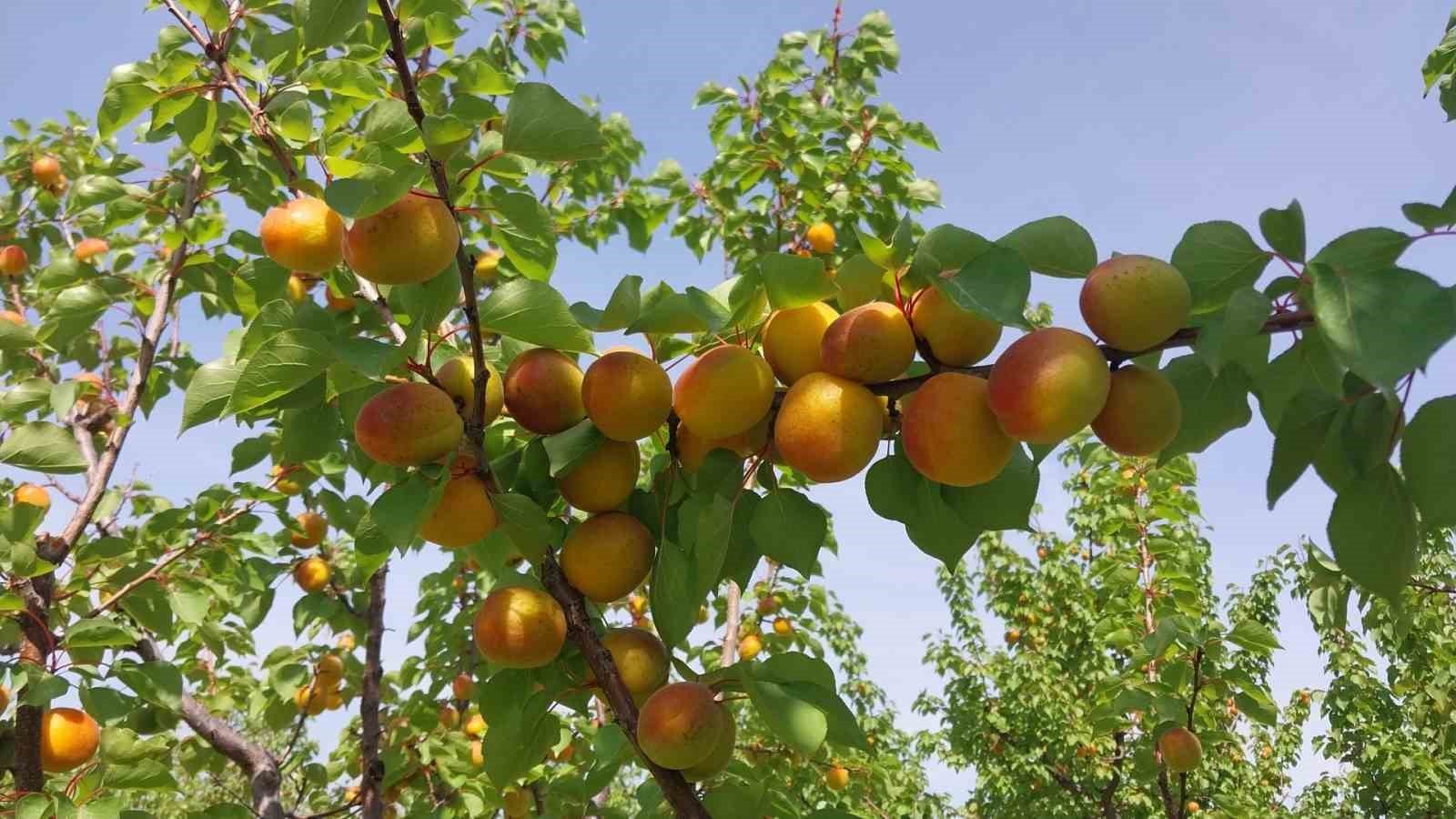 Denizli Haber Mersin Hasad (2)