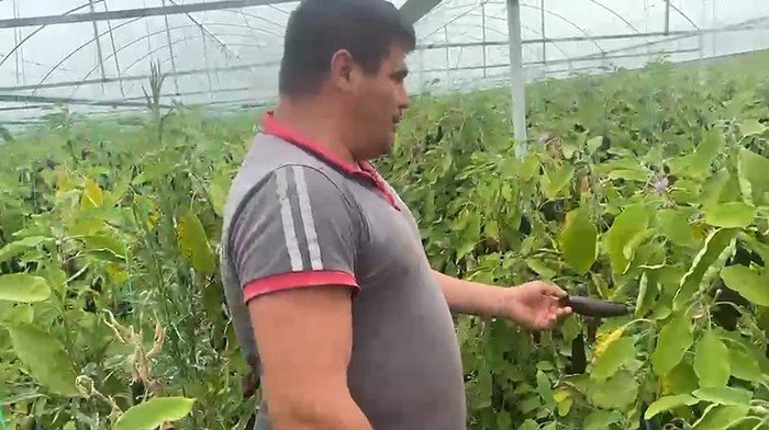 Denizli Haber Patlıcan (2)-1