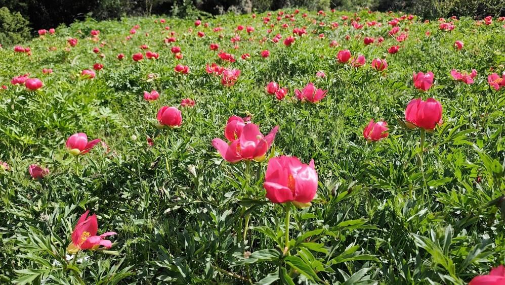 Denizli Haber Spil’de Şakayık Şöleni Ve 699 Bin Tl’lik Koruma!2
