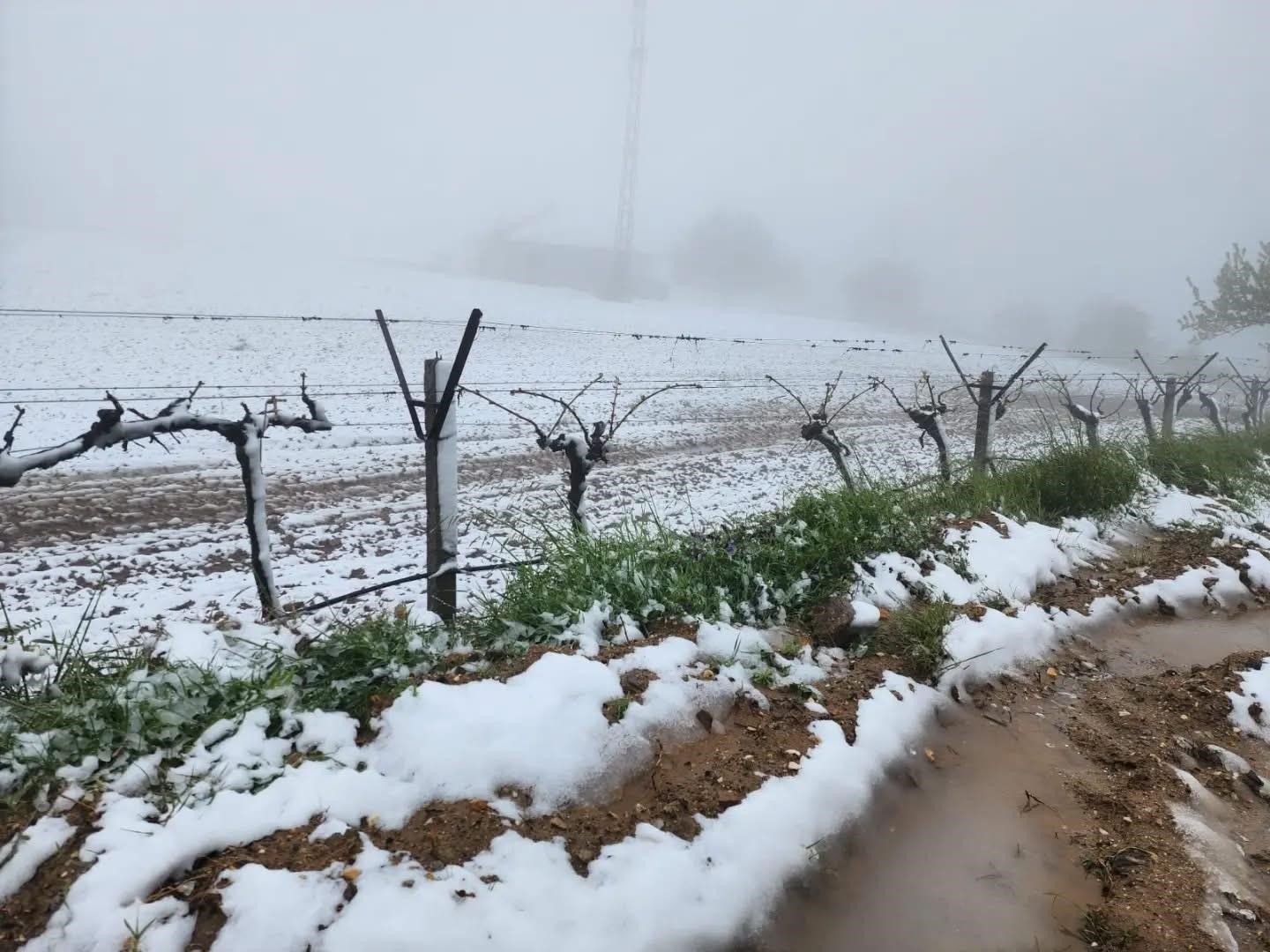 Denizli Haber Yüksek Kesimlerde Ani Hava Değişimi Üreticiyi Zorladı2