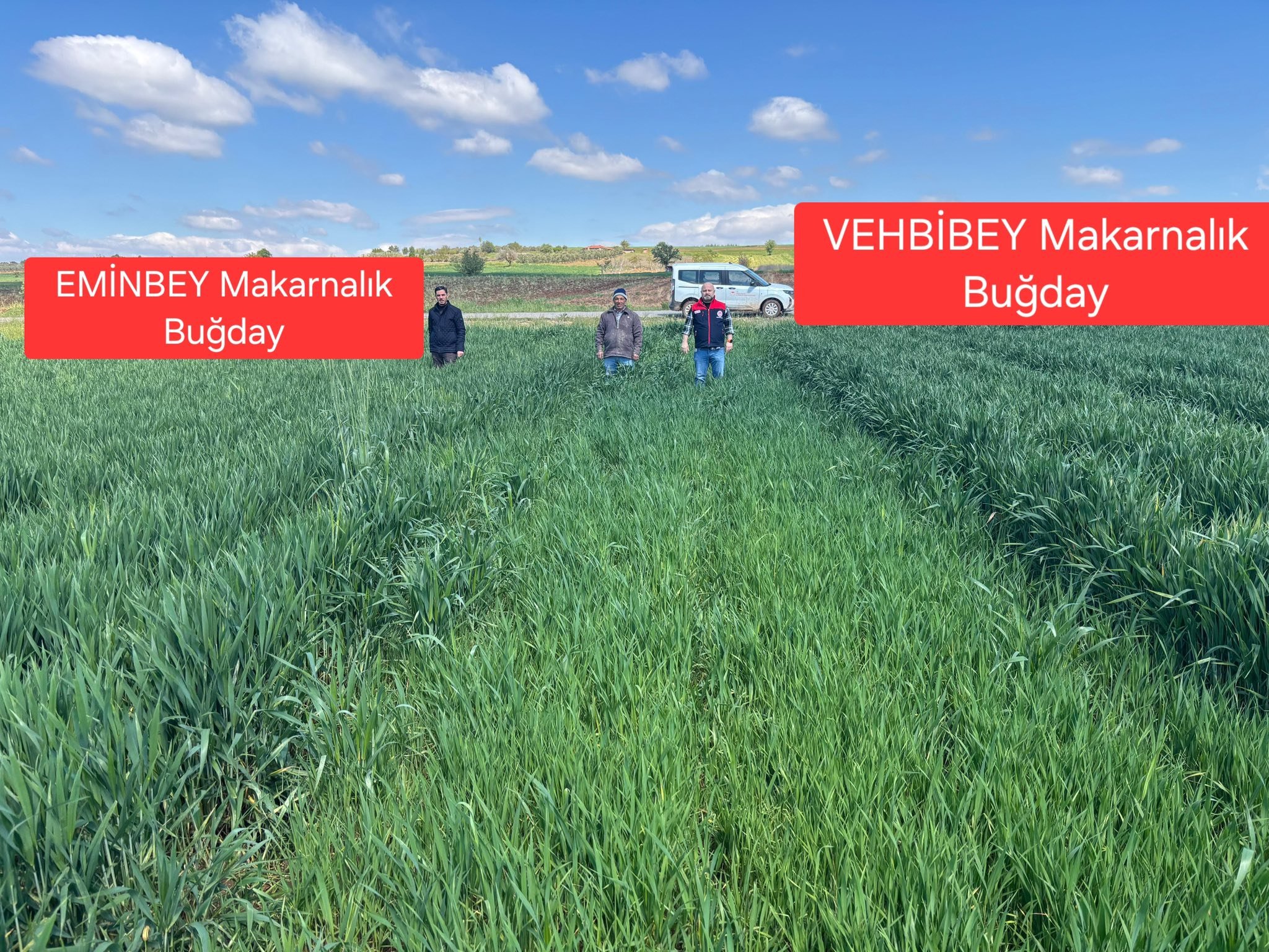Denizli’de Bilimsel Tarım Hamlesi Yeni Buğday Çeşidi Yakın Markajda (1)
