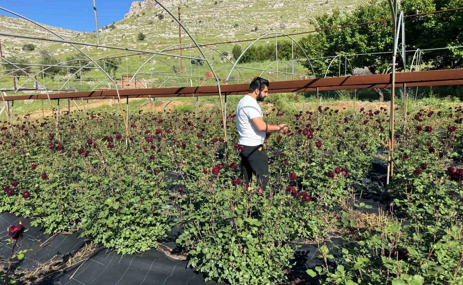 Denizlii Haber Karagül Hasadı Başladı-2