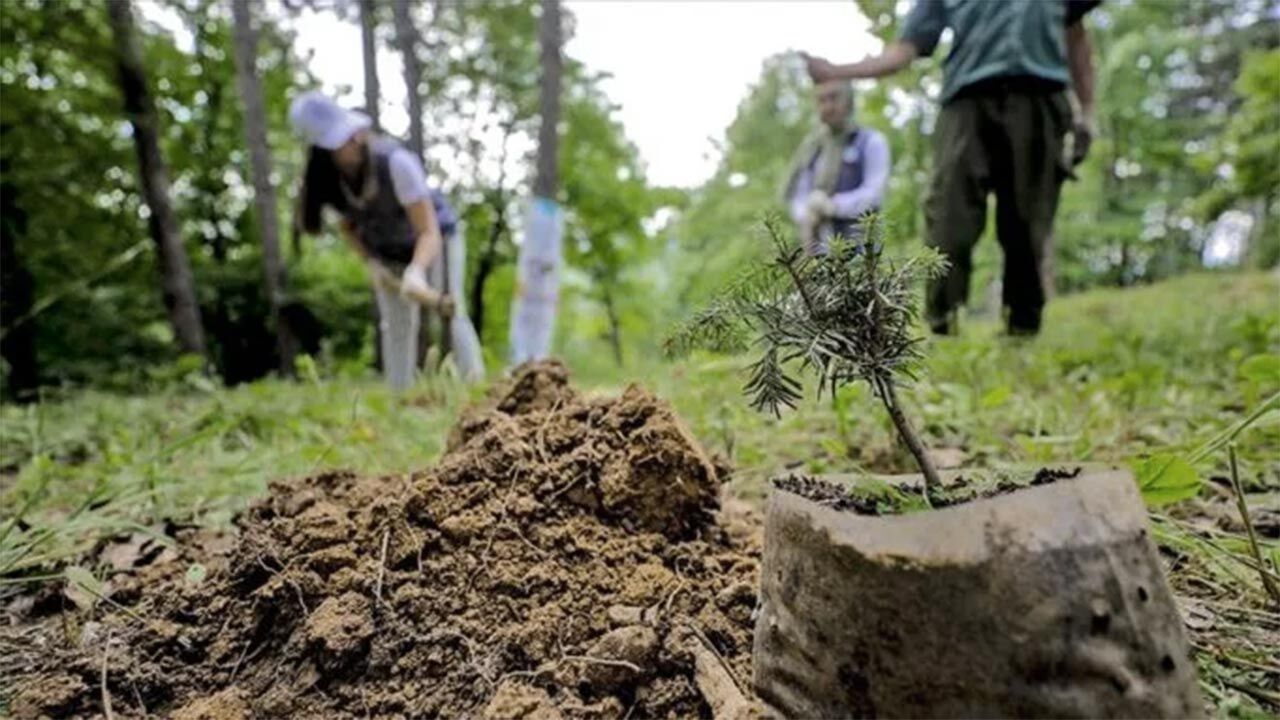 AĞAÇLANDIRMA İŞİNİN TEKNİK DENETİM VE KONTROLÖRLÜĞÜ YAPTIRILACAKTIR