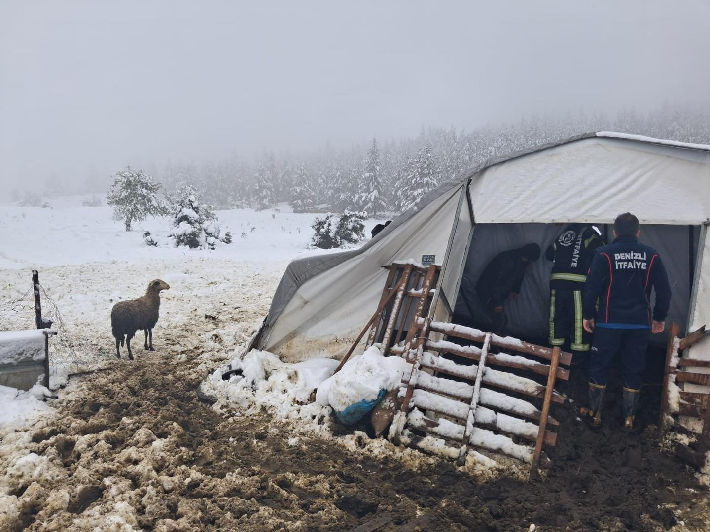 Tavas’ta Çöken Çadırın Altında Kalan Hayvanları İtfaiye Kurtardı (3)