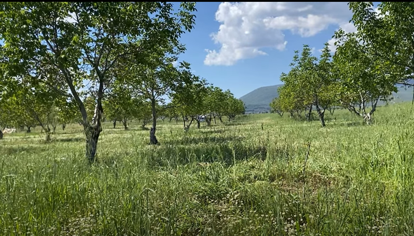 Ayrık