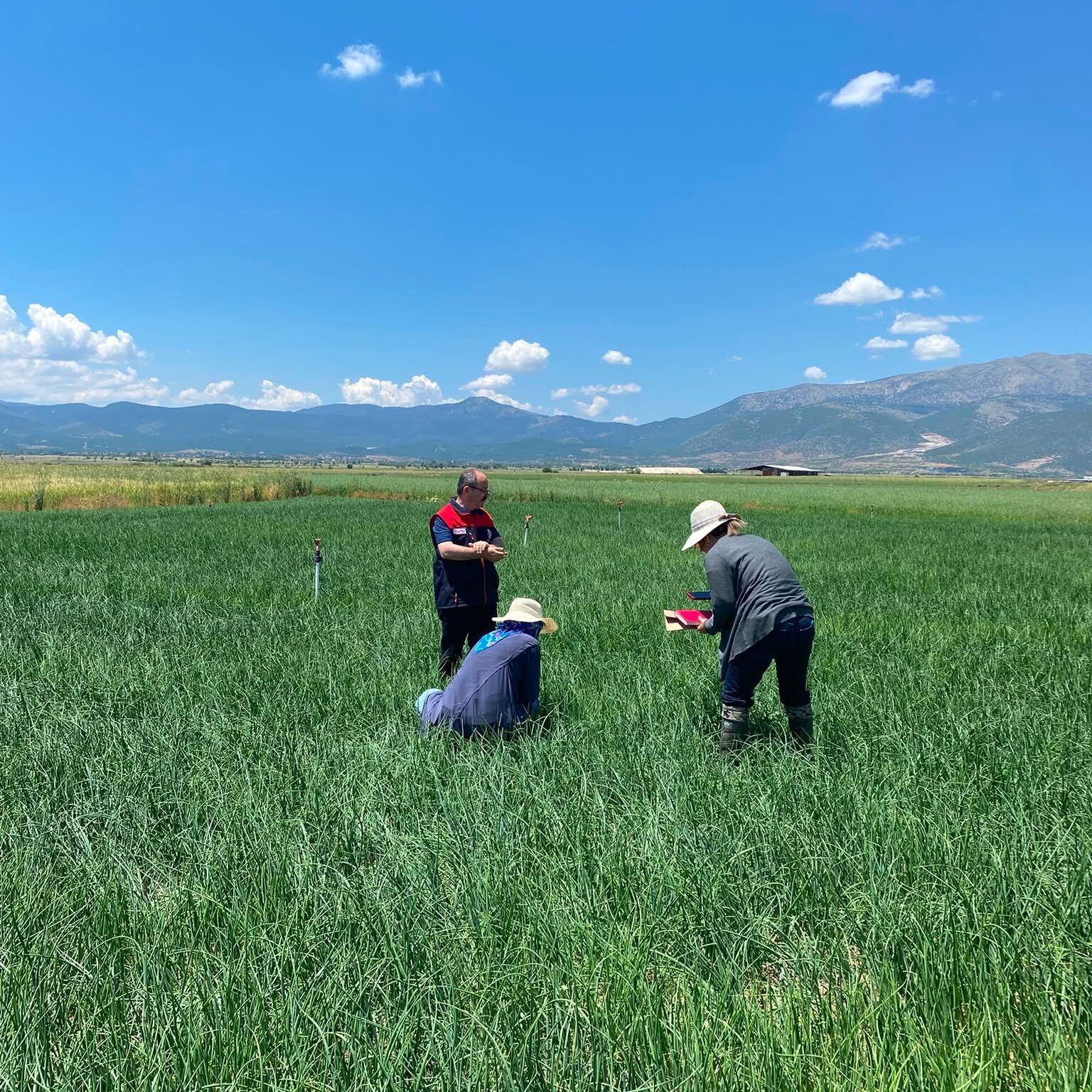 Denizli Habe Soğan Tarlası (3)