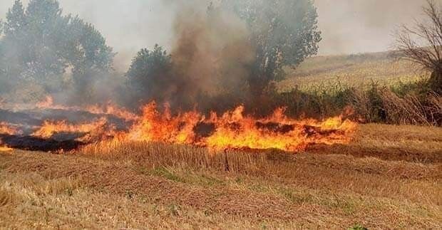 Denizli Haber Anız2