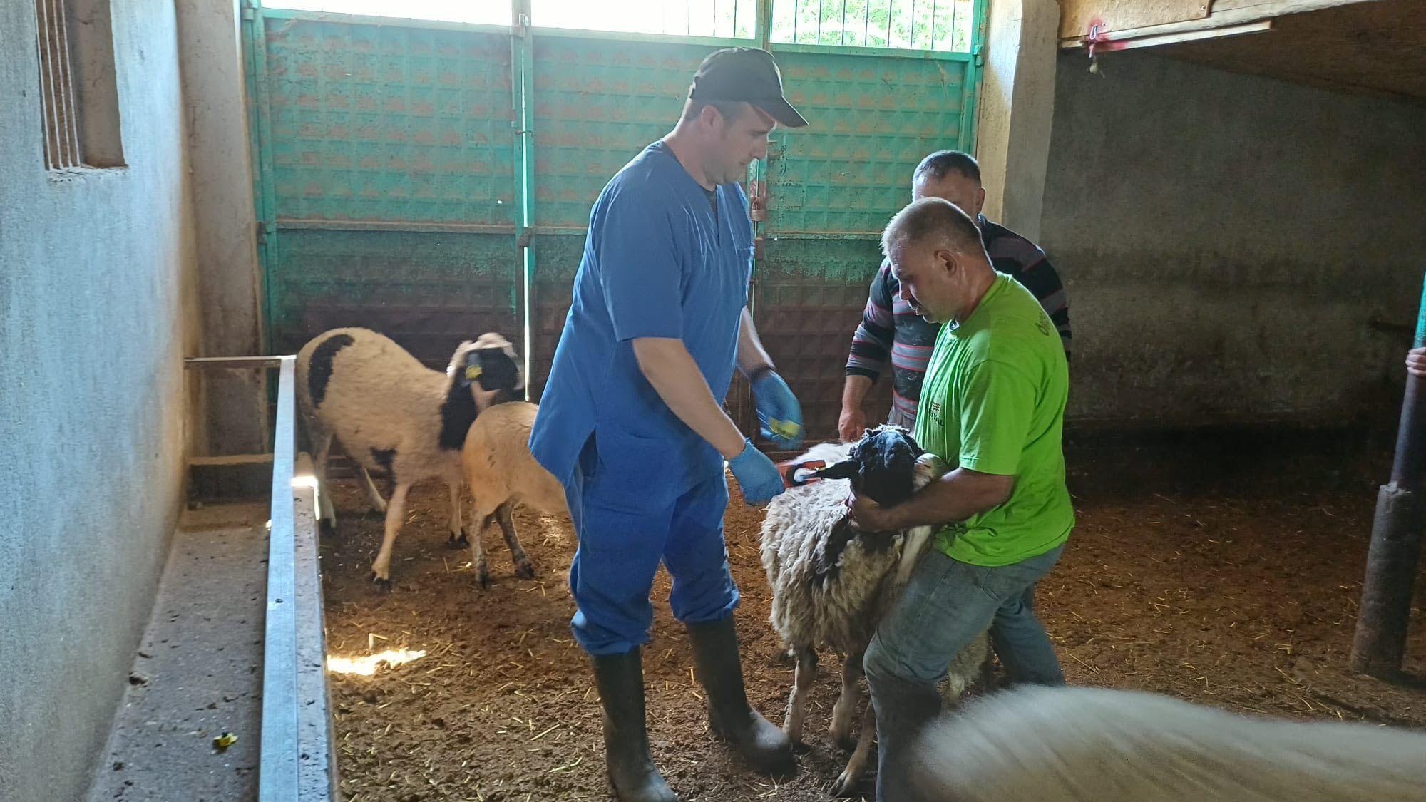 Deni̇zli̇ Haber Aşilama Küçükbaş (2)