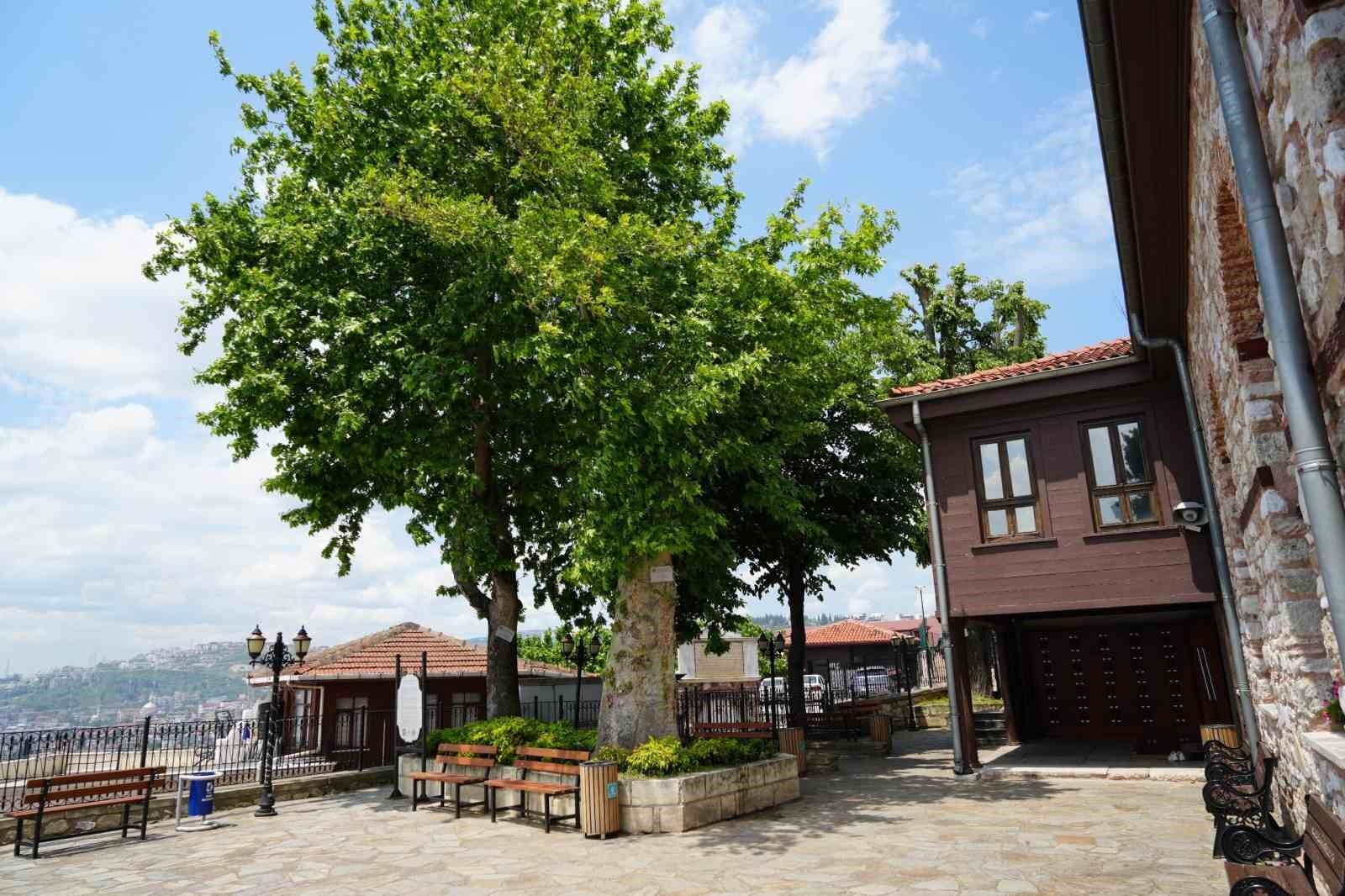 Denizli Haber Asırlık Ağaç (1)