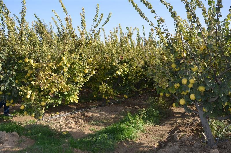 Denizli Haber Ayva (1)-1