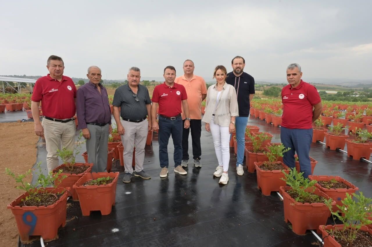 Denizli Haber Buldan Yaban Mersini (2)