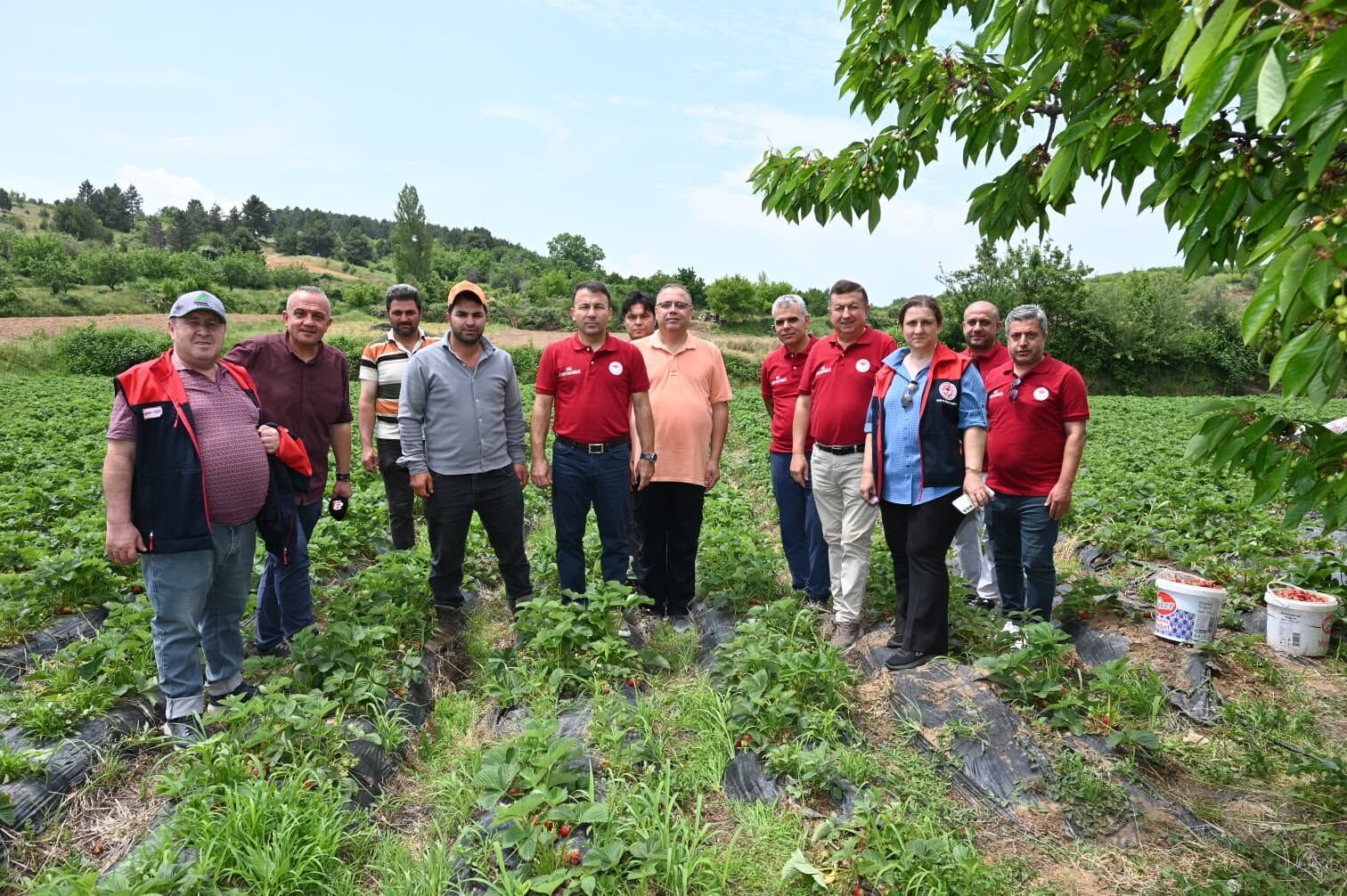 Denizli Haber Buldanda Çilek Hasadı Başladı (2)