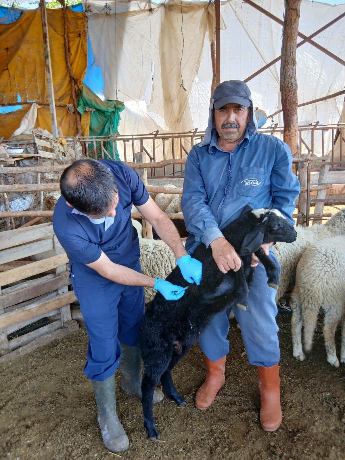 Denizli Haber Hayvancılık (1)