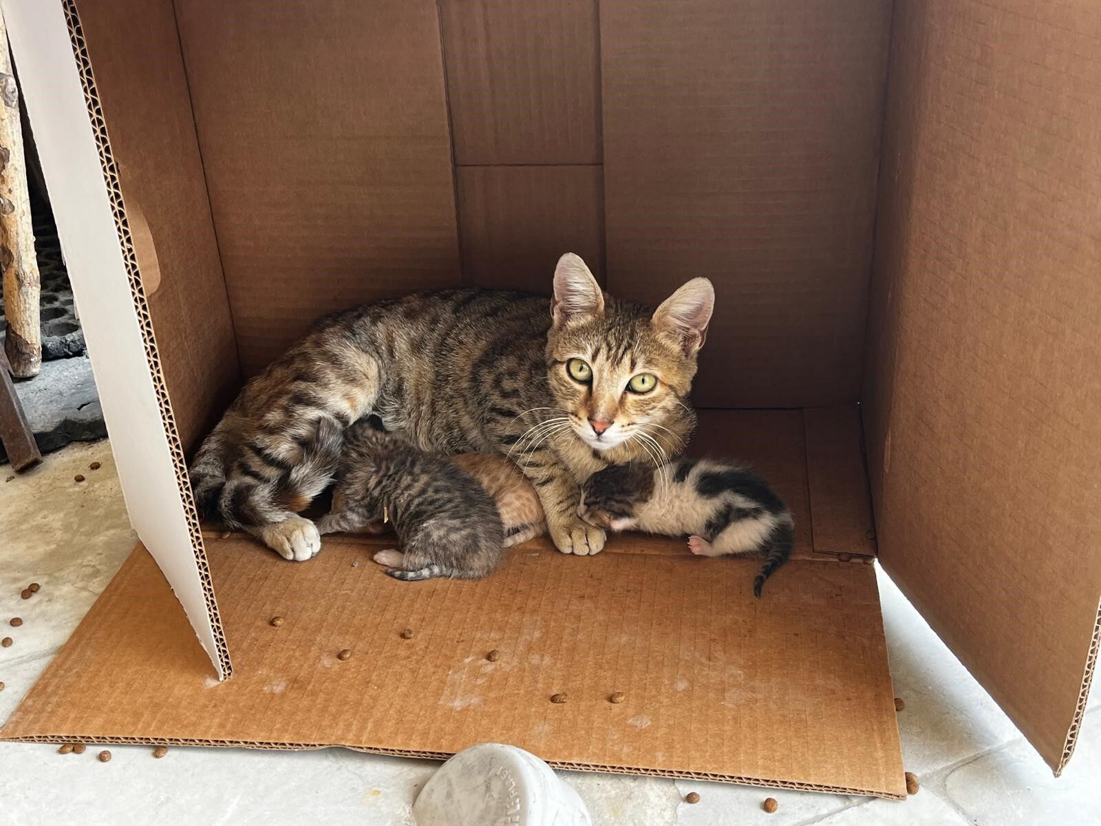 Denizli Haber Kedi (1)-1