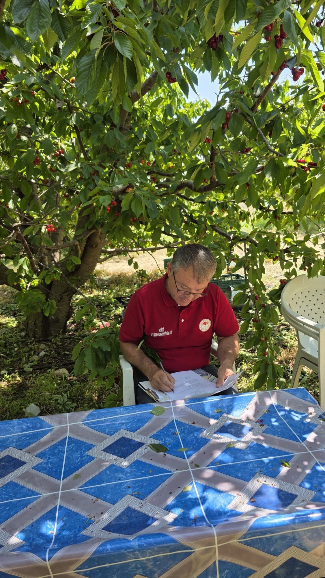 Denizli Haber Kiraz5