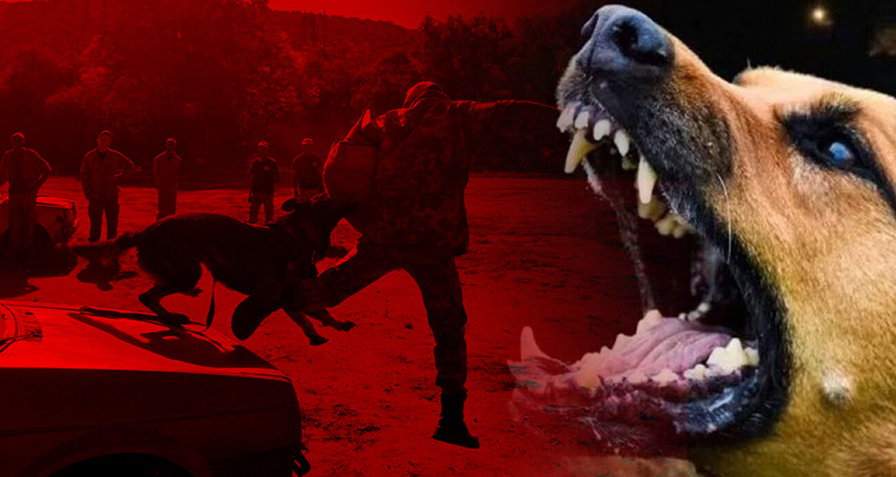 Denilzi Haber Sokak Köpeği