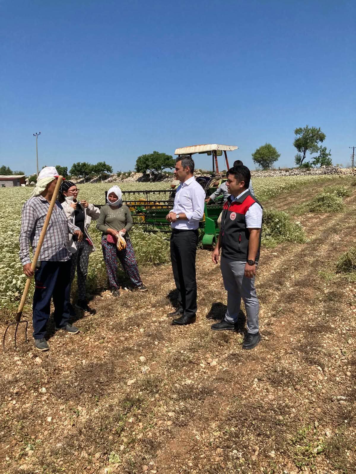 Denizli Haber Can Okur Kekık Hasadı (7)